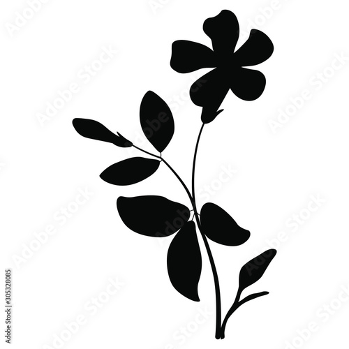 Isolated vector illustration. Branch of Periwinkle flower. Vinca minor. Black silhouette on white background.