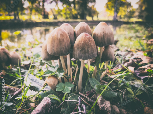  Fantasy mushrooms by the lake photo