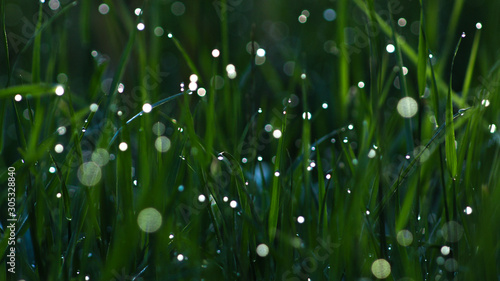 Dawn Makes Morning Dew On The Grass Glow