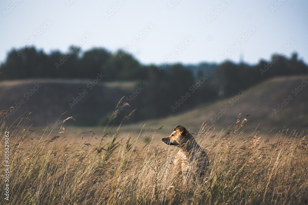 The dog is sitting quietly in the grass The dog is sitting quietly in the grass