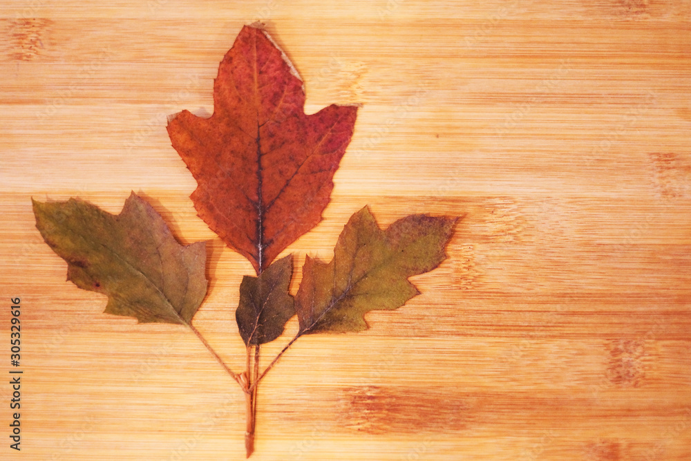 Dry Japanese maple leaves on wood background 1