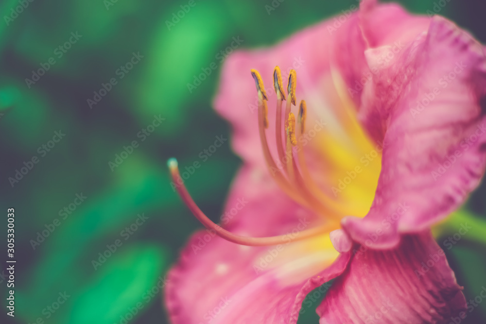 Pink purple lilly close up stamen, pollen, petals