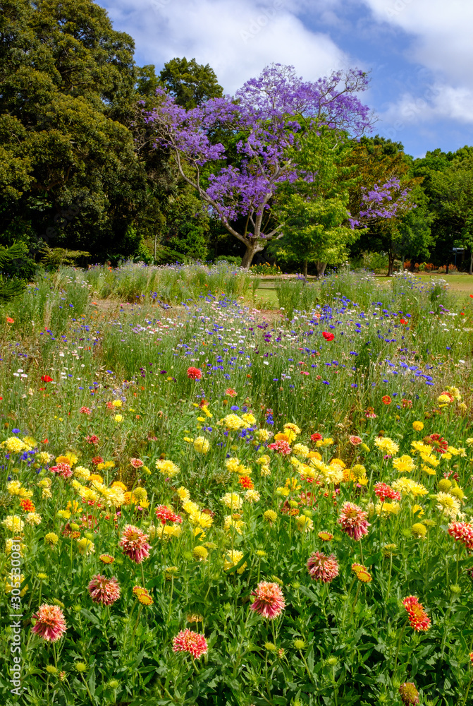 Colourful view to purple flowering Jacaranda tree (Jacaranda mimosifolia) across wildflower garden in Sydney Royal Botanic Gardens Colourful view to purple flowering Jacaranda tree (Jacaranda mimosifolia) across wildflower garden in Sydney Royal Botanic Gardens