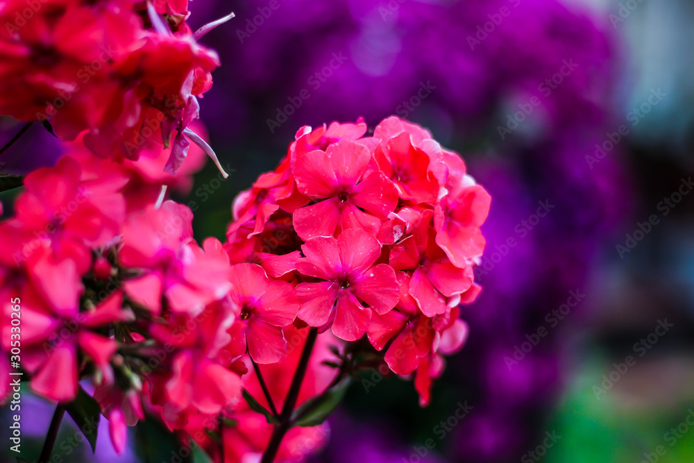 Pink purple magenta phlox flower close up
