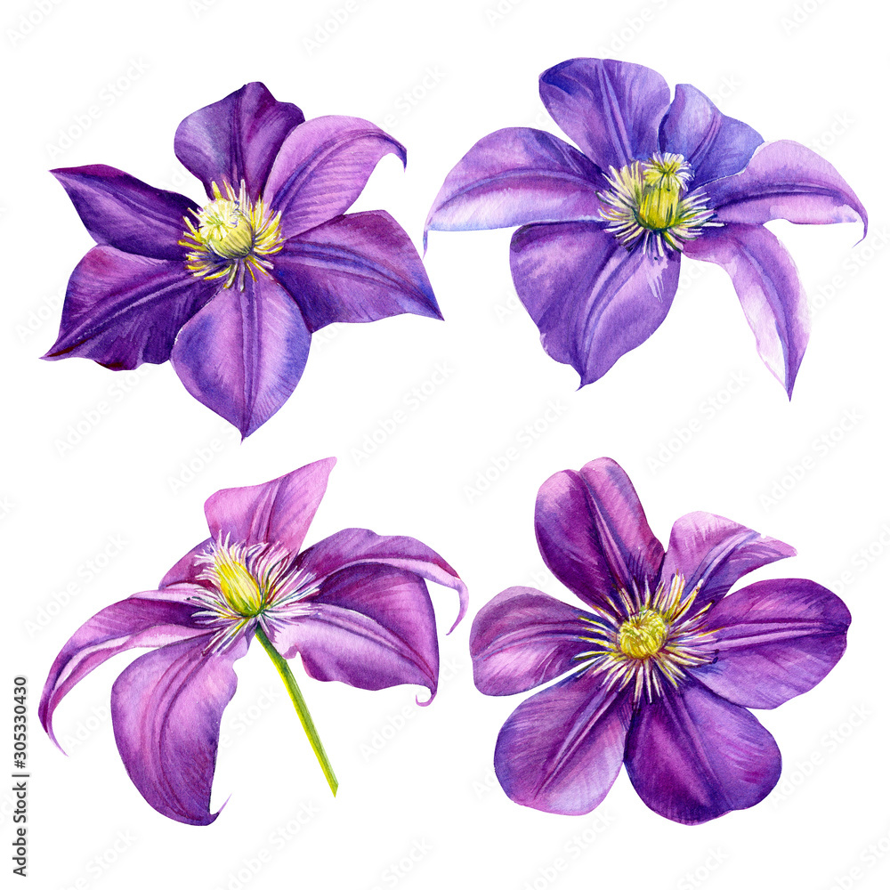 beautiful flowers, set purple clematis on a white background, watercolor illustration, flora design, botanical painting beautiful flowers, set purple clematis on a white background, watercolor illustration, flora design, botanical painting