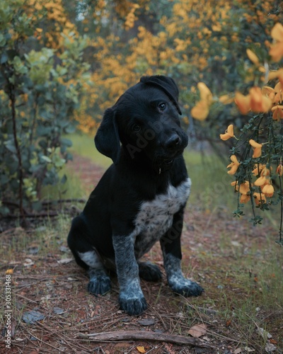 A black lab puppy in the wildflowers