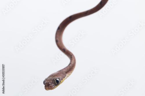 Boiga drapiezii, commonly known as the white-spotted cat snake, is a species of long and slender rear-fanged colubrid that is common throughout its range. isolated on white background photo