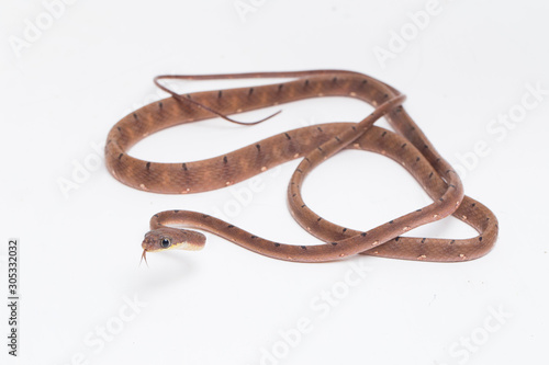 Boiga drapiezii, commonly known as the white-spotted cat snake, is a species of long and slender rear-fanged colubrid that is common throughout its range. isolated on white background photo