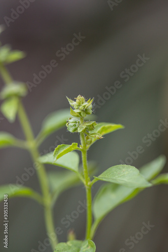 Close up Lemon basil or Hoary basil plant in a garden.(Ocimum basilicum)