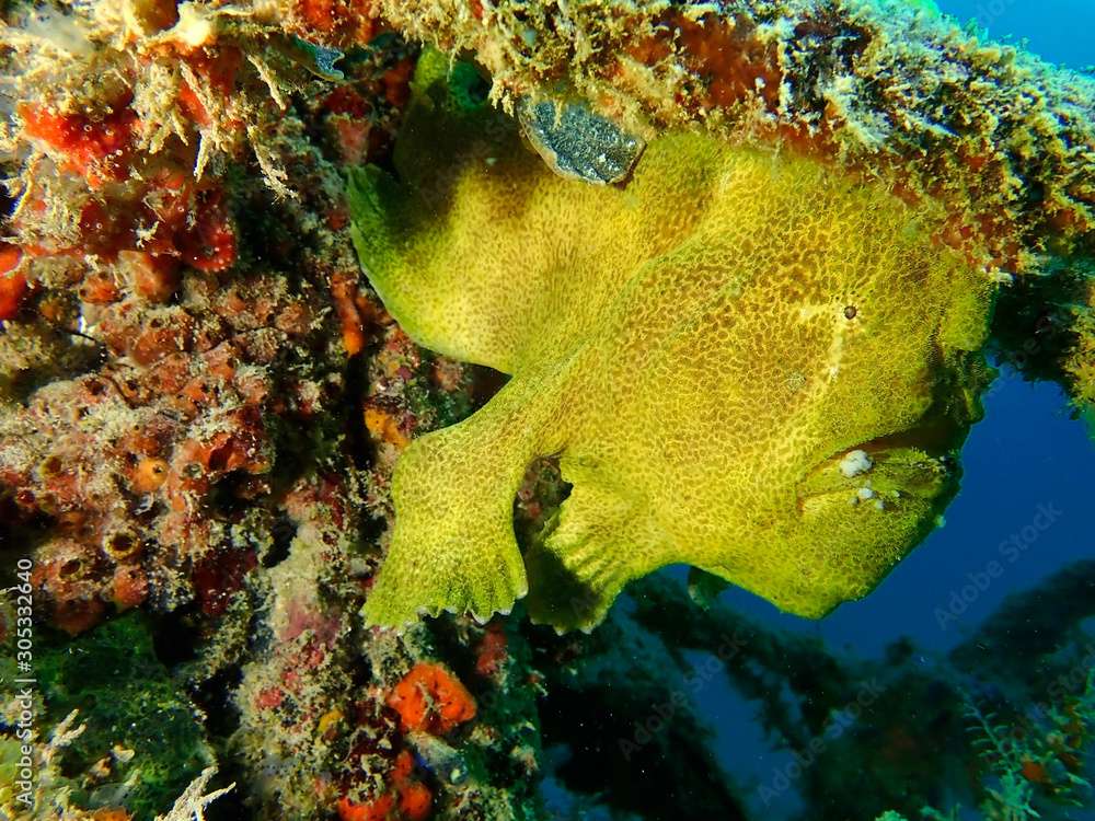 Obraz premium Closeup with Giant Frogfish during a leisure dive in Mabul Island, Semporna. Tawau, Sabah. Malaysia, Borneo. The Land Below The Wind. 