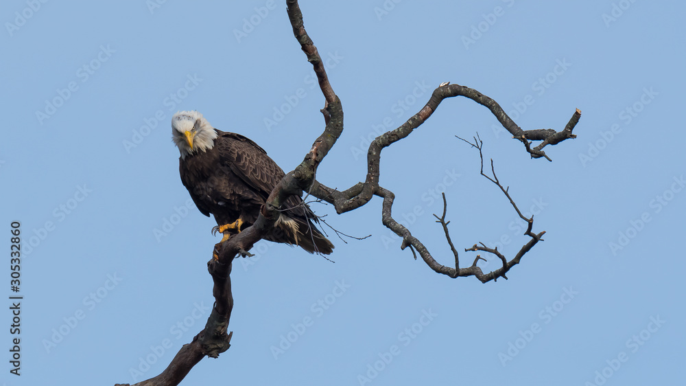 A fierce looking American Bald Eagle perched in a tree. A fierce looking American Bald Eagle perched in a tree.