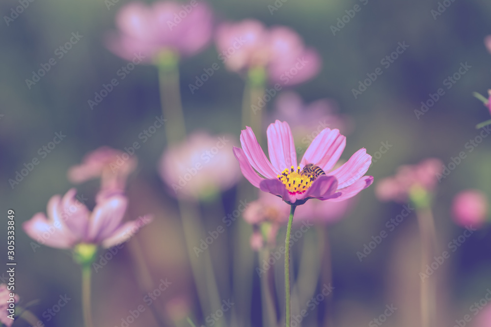 Colorful Pink and red cosmos flowers in the garden Colorful Pink and red cosmos flowers in the garden