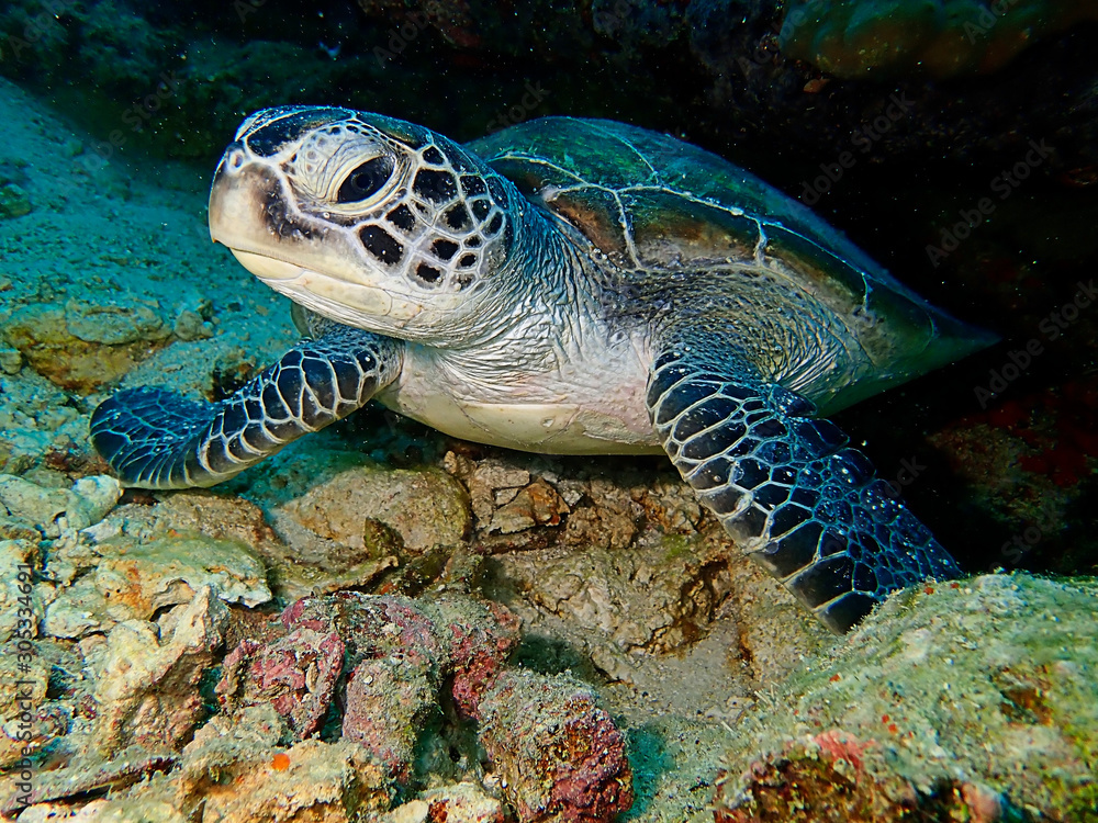 Fototapeta premium Closeup with the Green Turtle during a leisure dive in Sipadan Island, Semporna, Tawau, Sabah. Malaysia, Borneo. The Land Below The Wind.