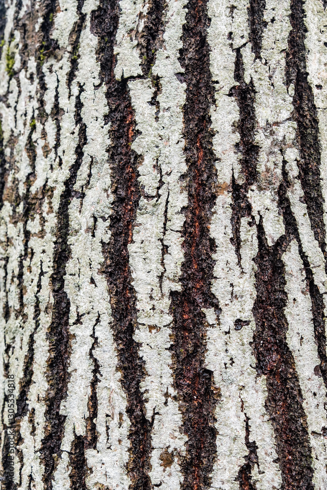 Obraz premium texture of tree trunk with cracked barks and white markings on over the surface