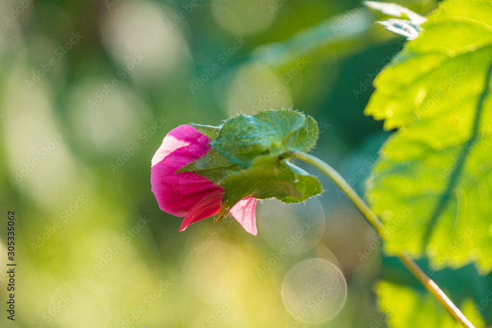 close up of a beautiful flower bud back lit by the morning sun in the park with blurry green background close up of a beautiful flower bud back lit by the morning sun in the park with blurry green background
