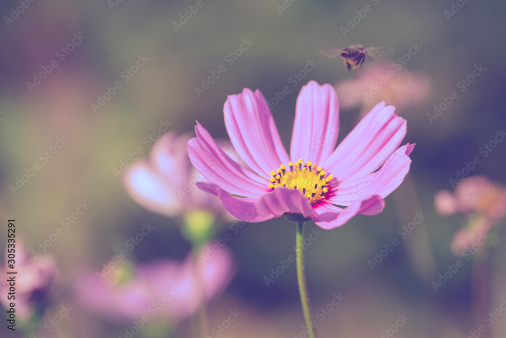 Colorful Pink and red cosmos flowers in the garden Colorful Pink and red cosmos flowers in the garden
