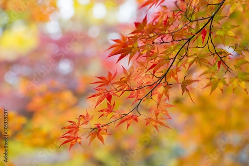 Autumn scene with colorful leaves in Japan.