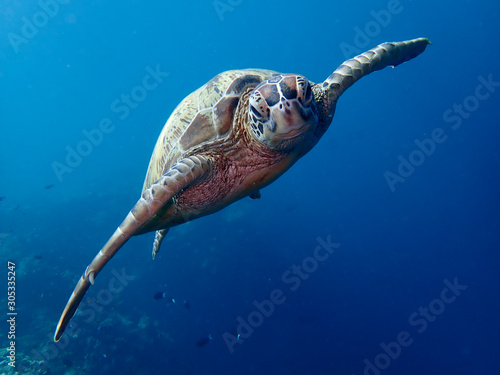 Closeup with the Green Turtle during a leisure dive in Sipadan Island, Semporna, Tawau, Sabah. Malaysia, Borneo. The Land Below The Wind. photo