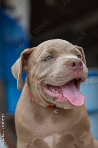 Baby pitbull smile and look for someone to play