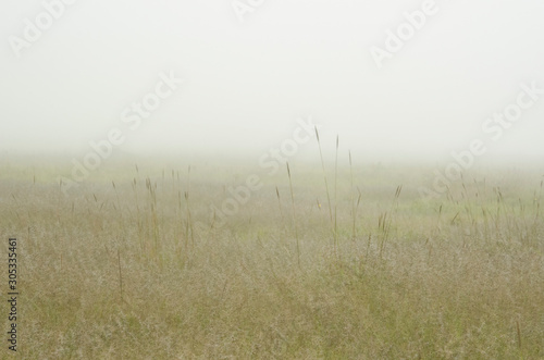 Quiet landscape of a foggy meadow with spikes