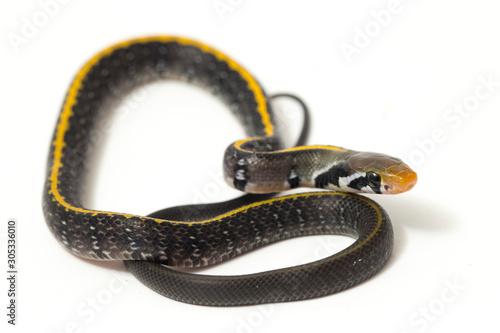 Coelognathus flavolineatus, the black copper rat snake or yellow striped snake, is a species of Colubrid snake found in Southeast Asia. isolated on white background photo