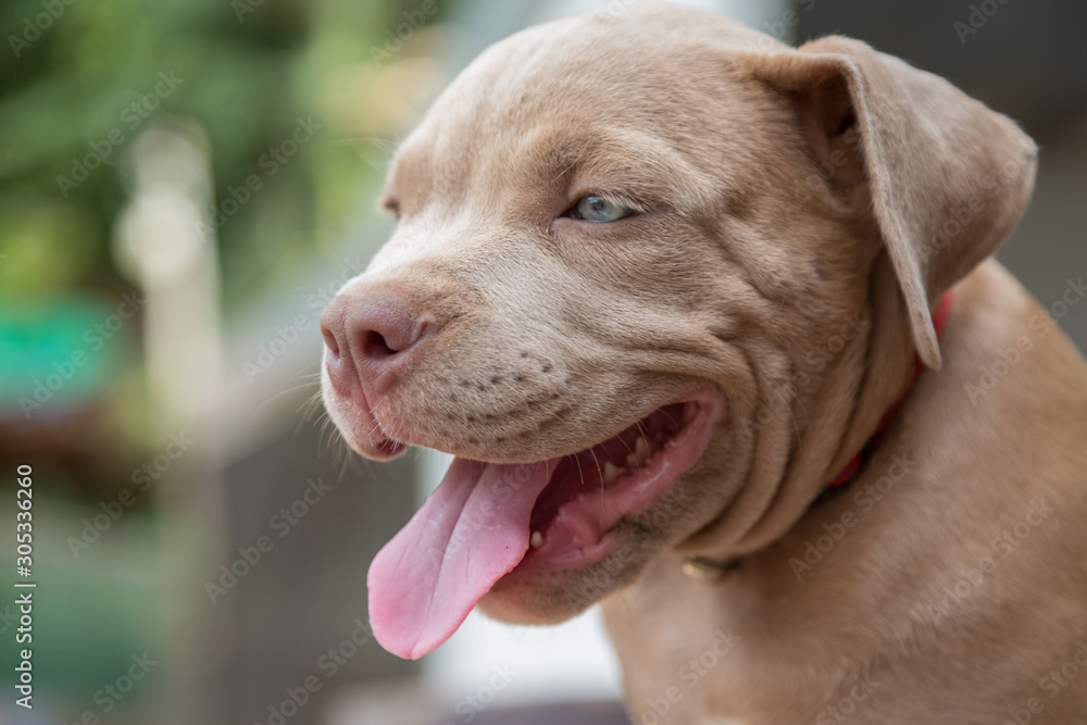 Baby pitbull smile and look for someone to play