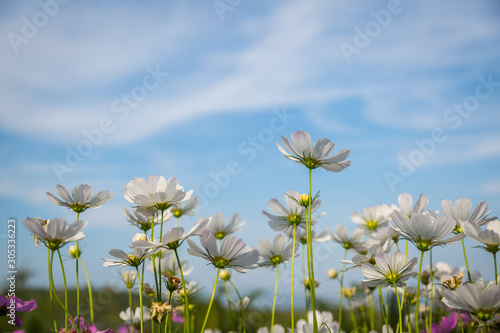 White cosmos flowers with blue sky