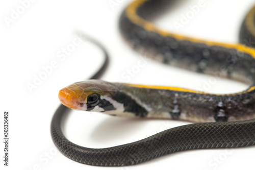 Coelognathus flavolineatus, the black copper rat snake or yellow striped snake, is a species of Colubrid snake found in Southeast Asia. isolated on white background photo