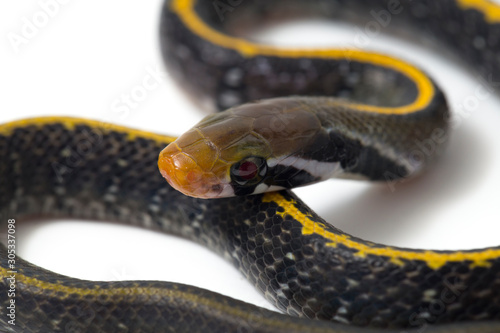 Coelognathus flavolineatus, the black copper rat snake or yellow striped snake, is a species of Colubrid snake found in Southeast Asia. isolated on white background photo