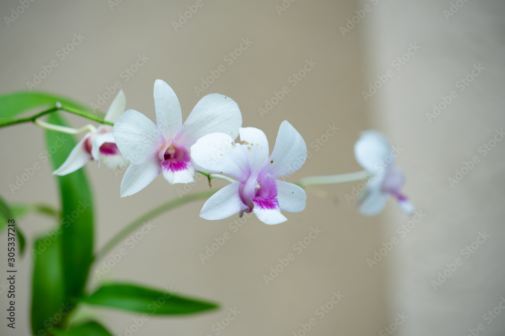 Fototapeta premium beautiful orchid flower in bloom