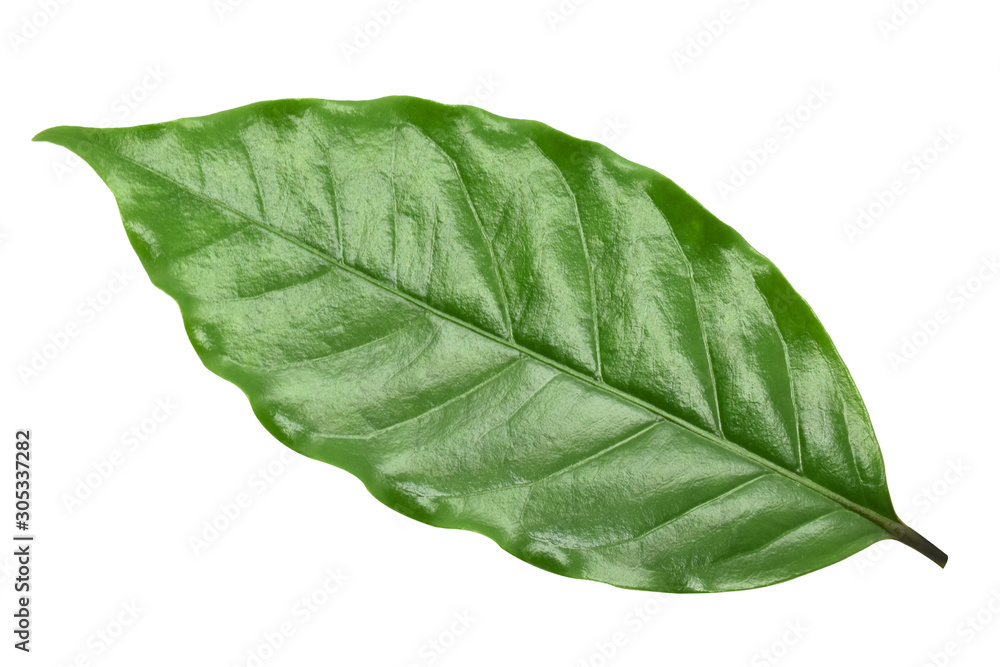 Obraz premium Coffee leaves on white background.