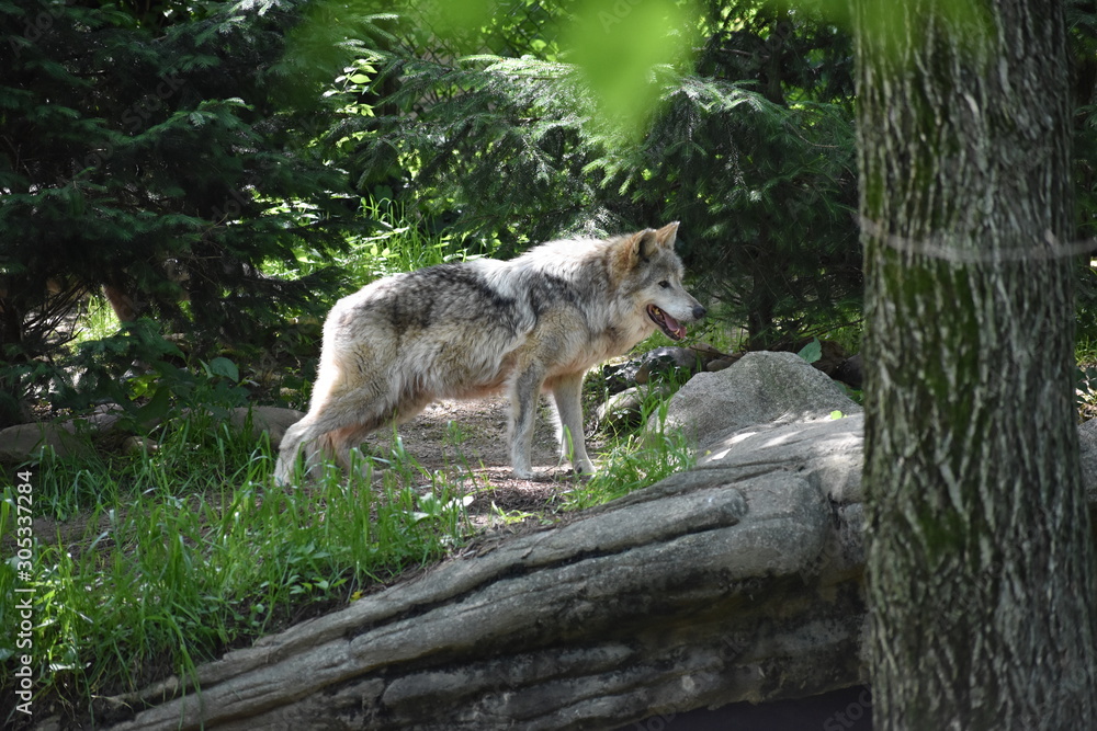 Fototapeta premium Gray Wolf