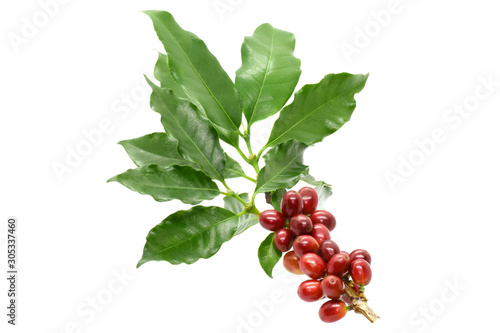 Coffee berries on branch coffee and on white background.