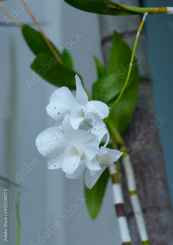 beautiful orchid flower in bloom