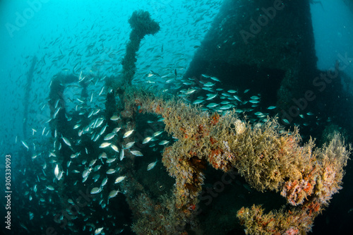 Underwater photo of a shipwreck in Brazil