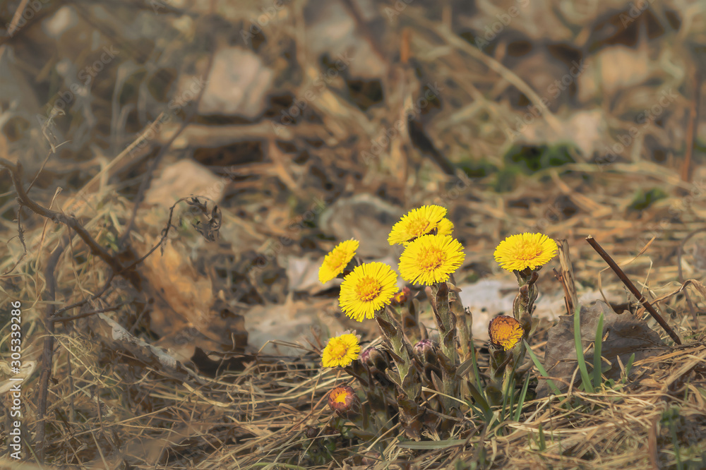Early spring flowers of coltsfoot made their way through a bed of dry leaves Early spring flowers of coltsfoot made their way through a bed of dry leaves