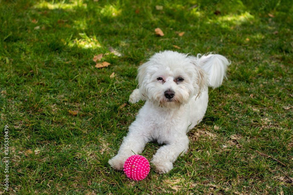 Cute maltese dog sitting on grass with his toy