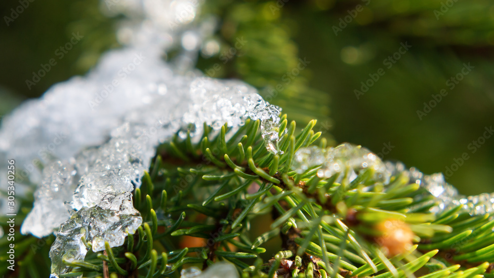 Spruce branches covered with sparkling ice closeup, beautiful winter or christmas background Spruce branches covered with sparkling ice closeup, beautiful winter or christmas background