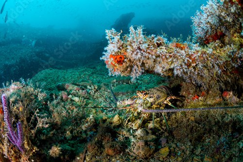 Shipwreck scene, with colorful corals