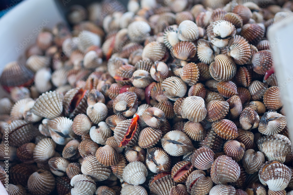 Pile of fresh blood cockles