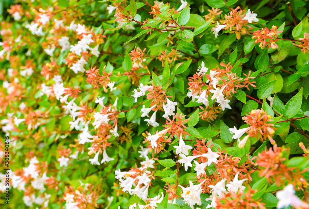 white flowers on the green leaves for natural background. white flowers on the green leaves for natural background.