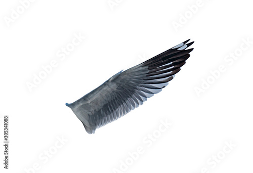 Gull wings on a white background ,with clipping path