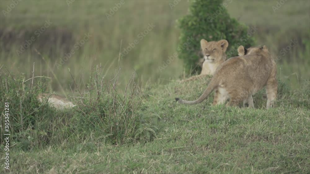 Young lions stretching, Masai Mara, Kenya, Africa