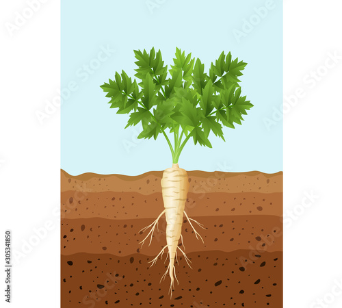 Parsnip tree plant with roots