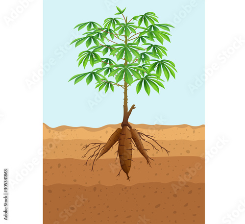 Cassava tree plant with roots