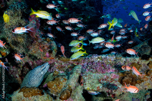 Fototapeta Naklejka Na Ścianę i Meble -  Moray eel and colorful reef fish in a shipwreck