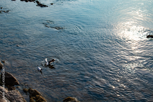 Casal de mergulhões, aves aquáticas no mar com o reflexo do céu e do sol