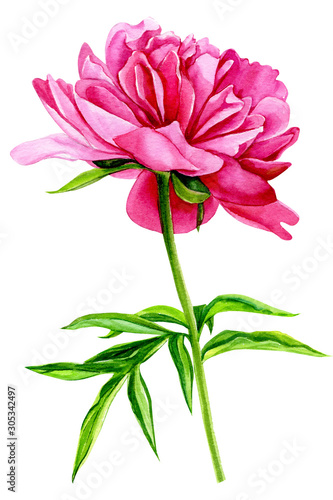 Fototapeta Naklejka Na Ścianę i Meble -  beautiful flower peony on isolated white background, watercolor illustration, botanical painting