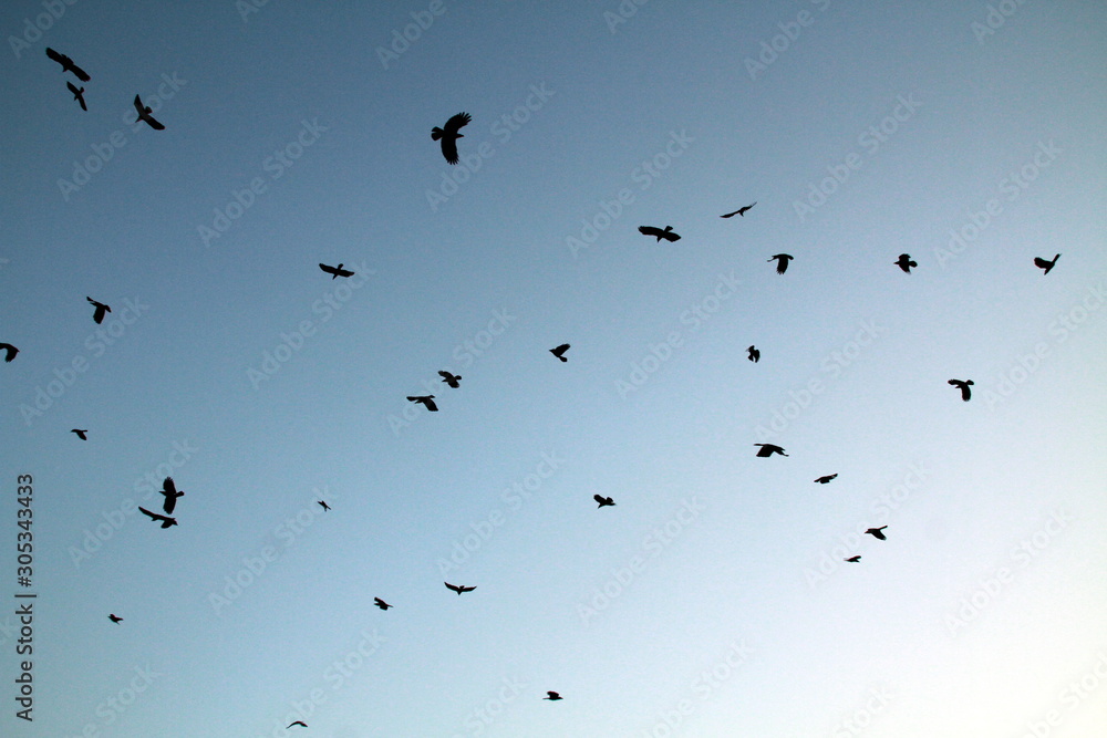 flock of birds flying in the sky flock of birds flying in the sky