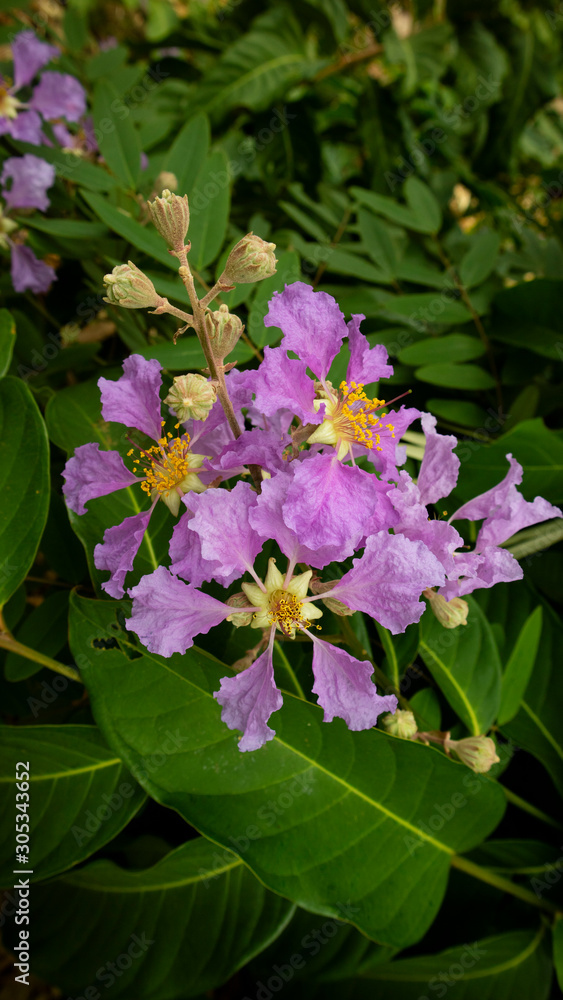 Beautiful purple flowers that grow wild in summer Beautiful purple flowers that grow wild in summer